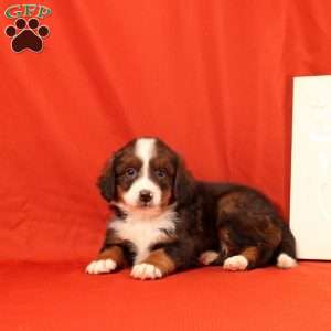 Paul, Mini Bernedoodle Puppy